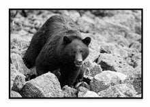 Load image into Gallery viewer, Black Bear
