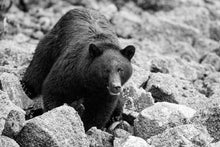 Load image into Gallery viewer, Black Bear
