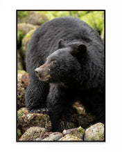 Load image into Gallery viewer, Pondering Bear
