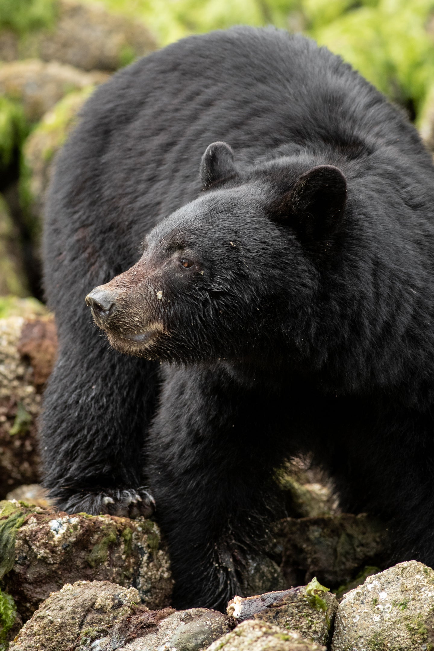 Pondering Bear