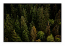 Load image into Gallery viewer, Soaring Through Old-Growth
