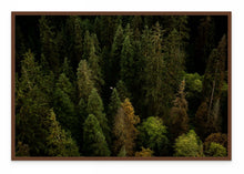 Load image into Gallery viewer, Soaring Through Old-Growth
