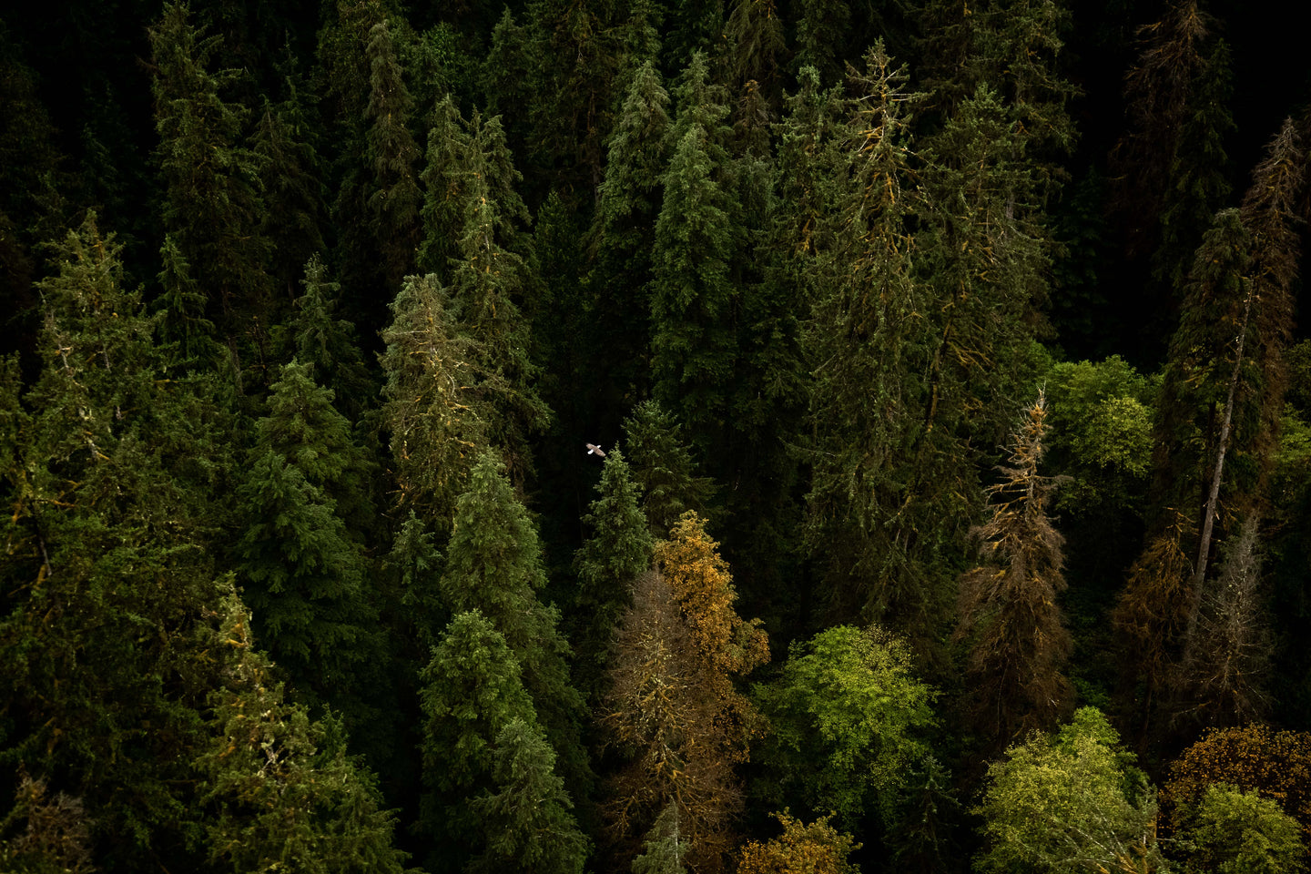 Soaring Through Old-Growth