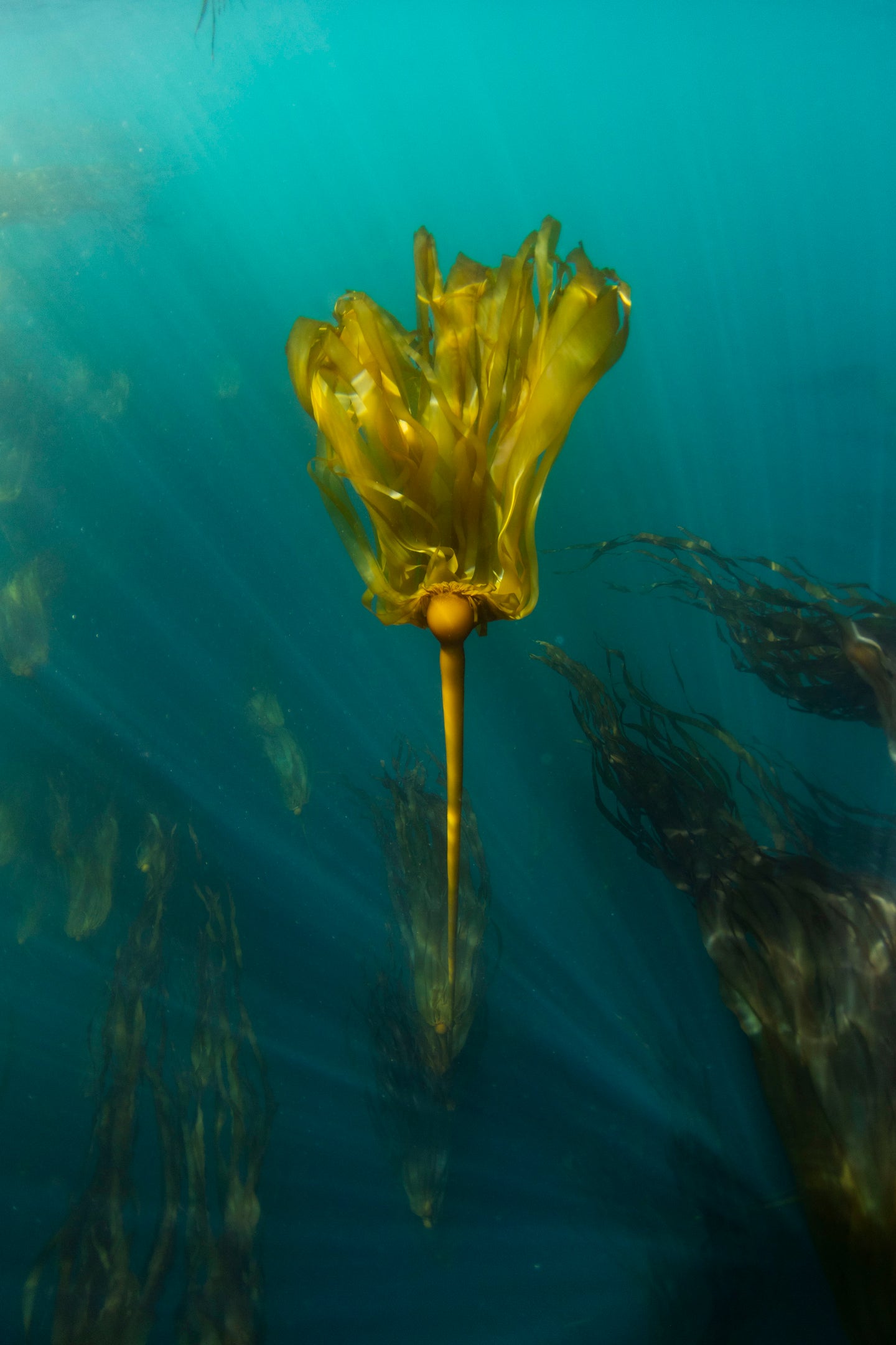 Kelp Lady