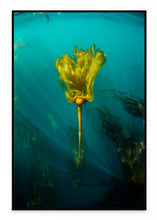 Load image into Gallery viewer, Kelp Lady
