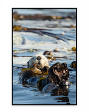 Load image into Gallery viewer, Otter Roll
