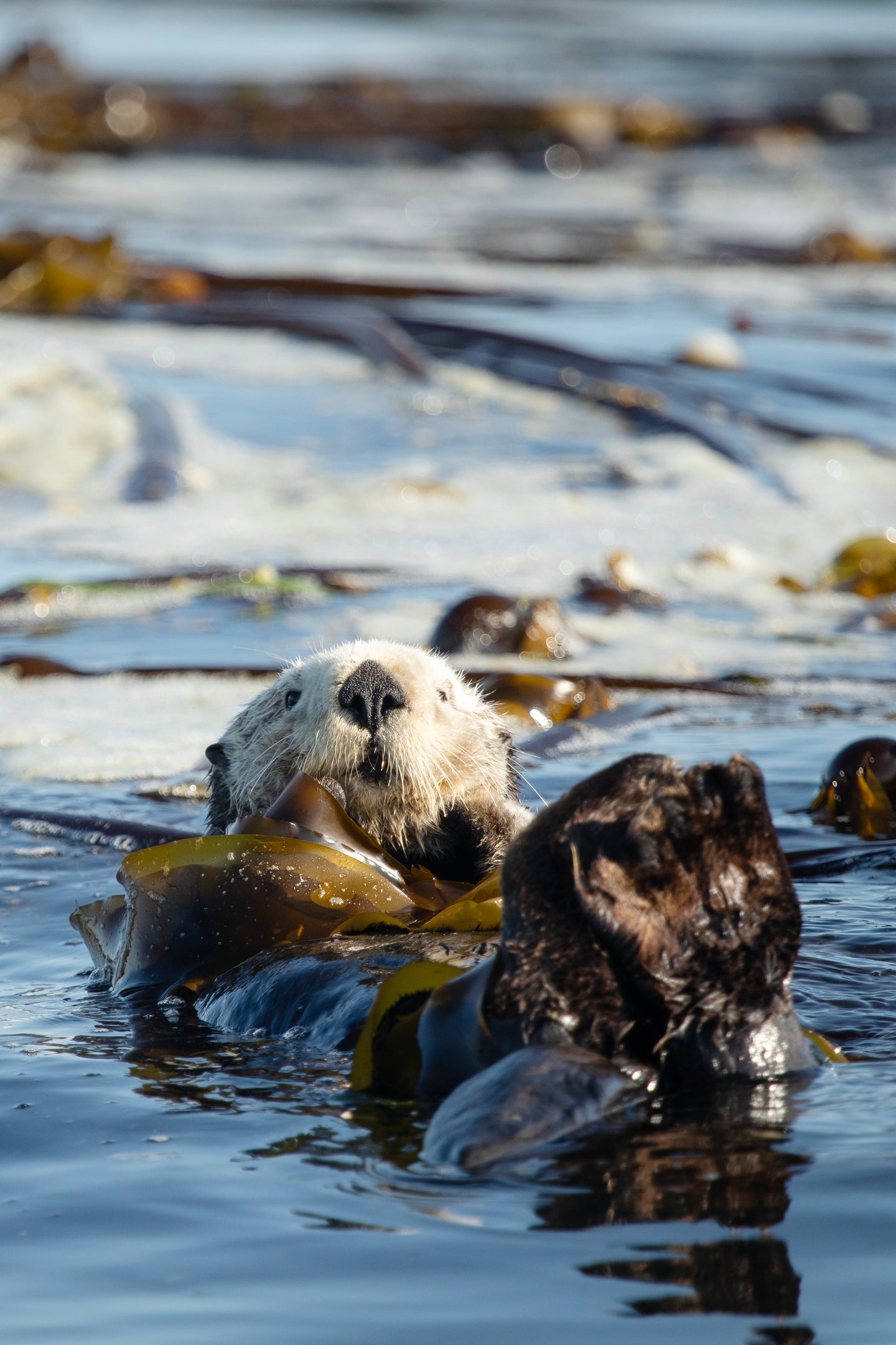 Otter Roll