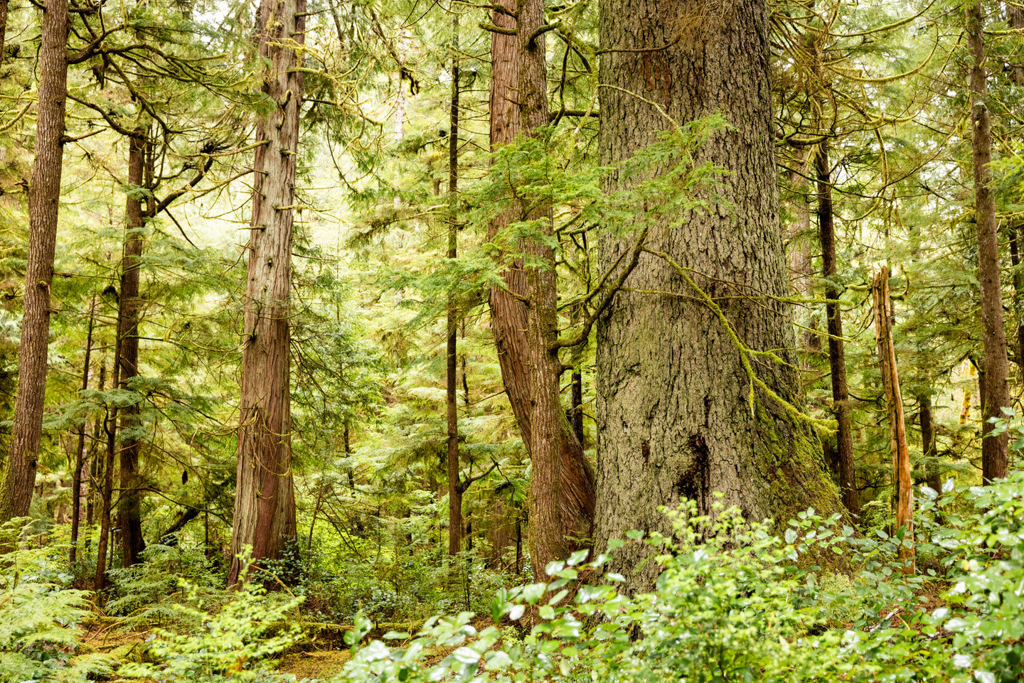 Into the Woods