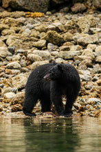 Load image into Gallery viewer, Pondering Bear
