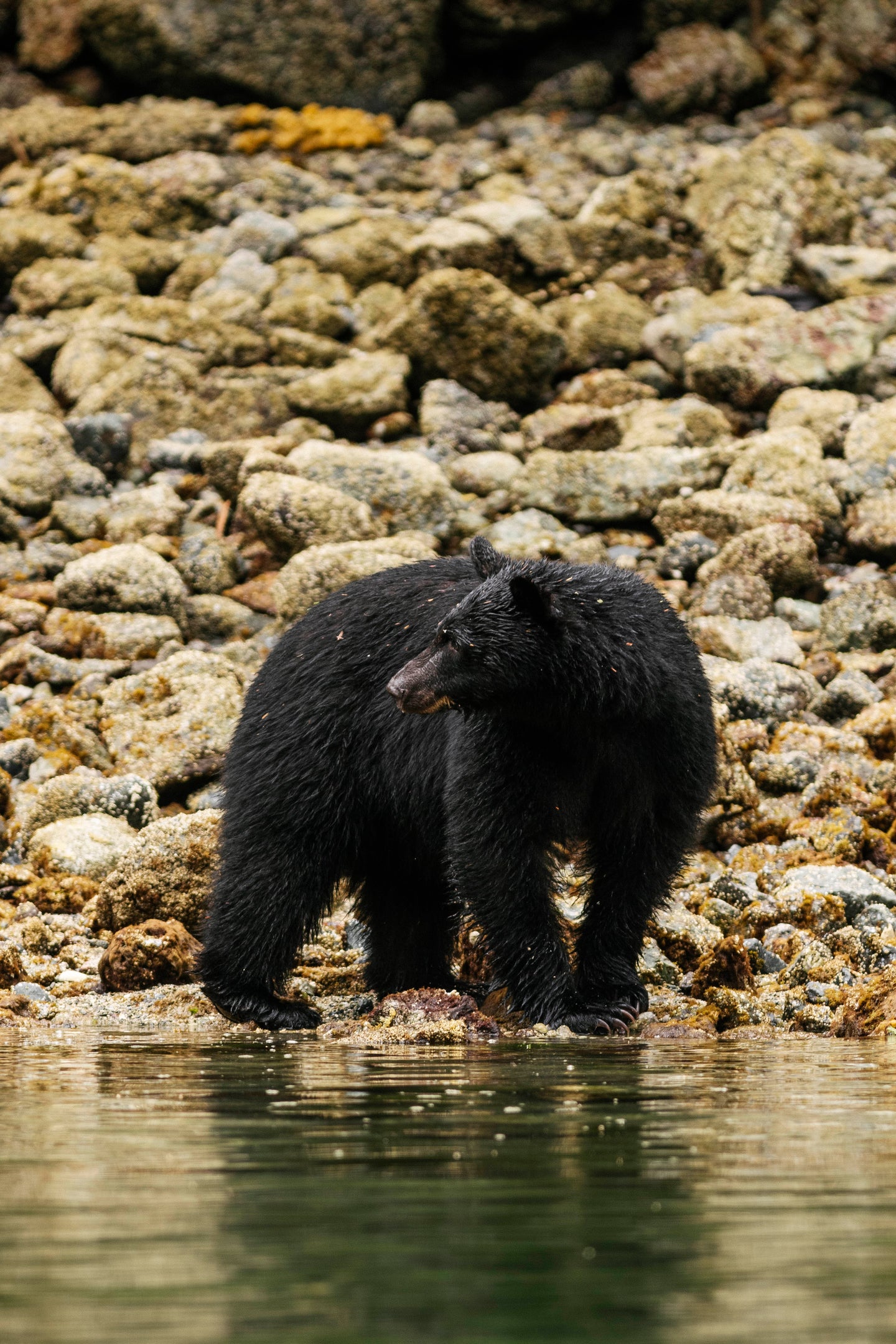 Pondering Bear