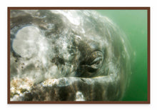 Load image into Gallery viewer, Grey Whale Eye
