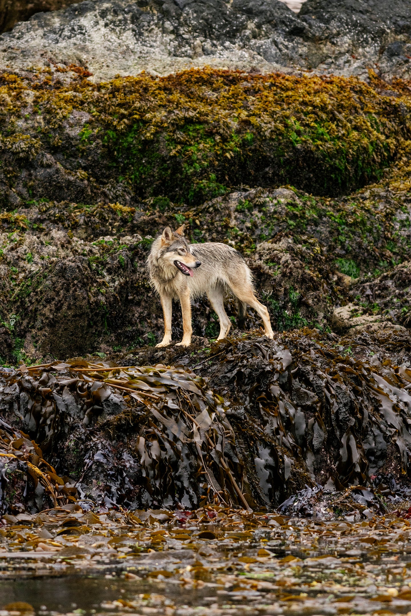 Wondering Wolf