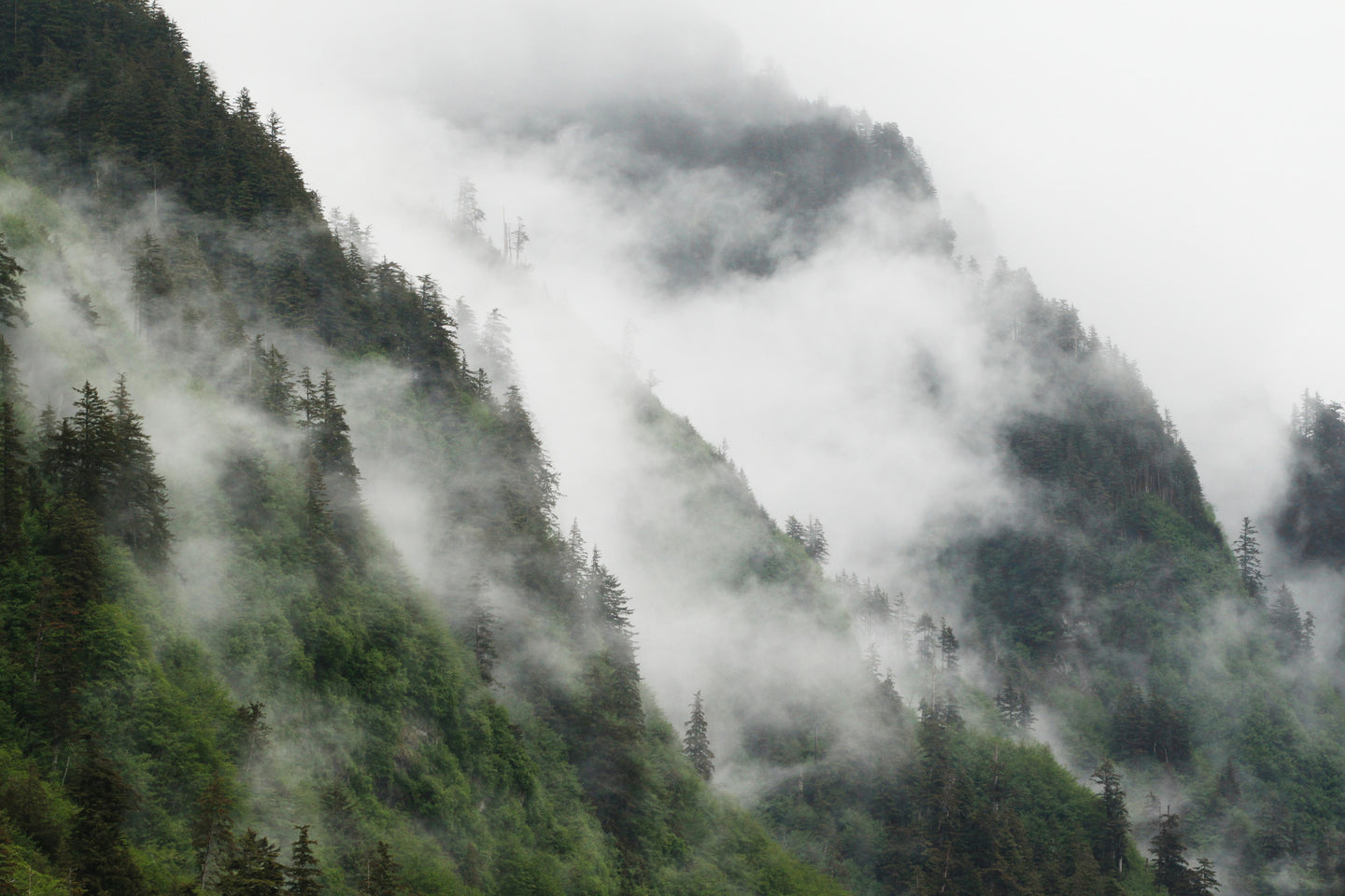 Haida Fog