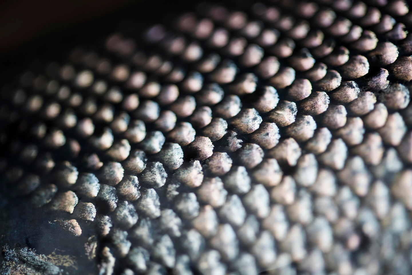 Macro Chinook Scales
