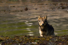 Load image into Gallery viewer, Coastal Forage
