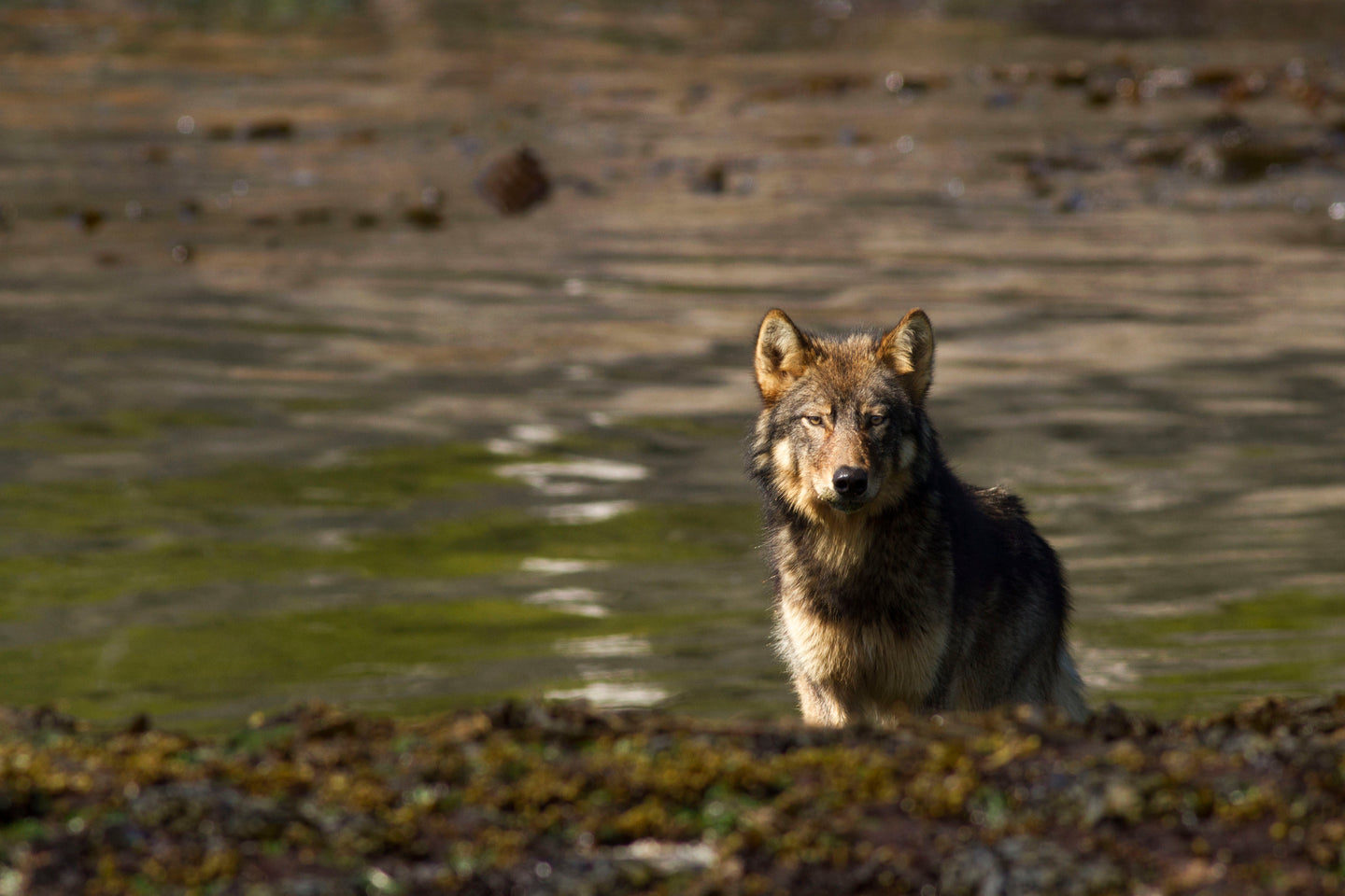 Coastal Forage