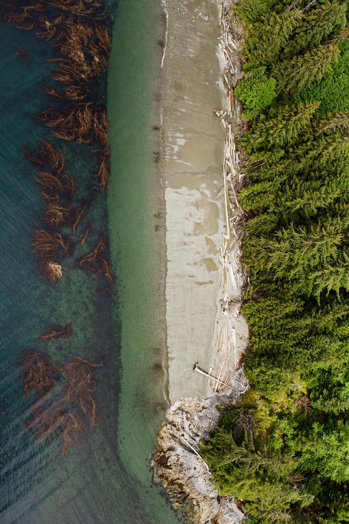 Kelp Forest