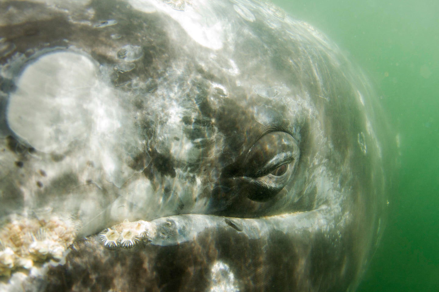 Grey Whale Eye